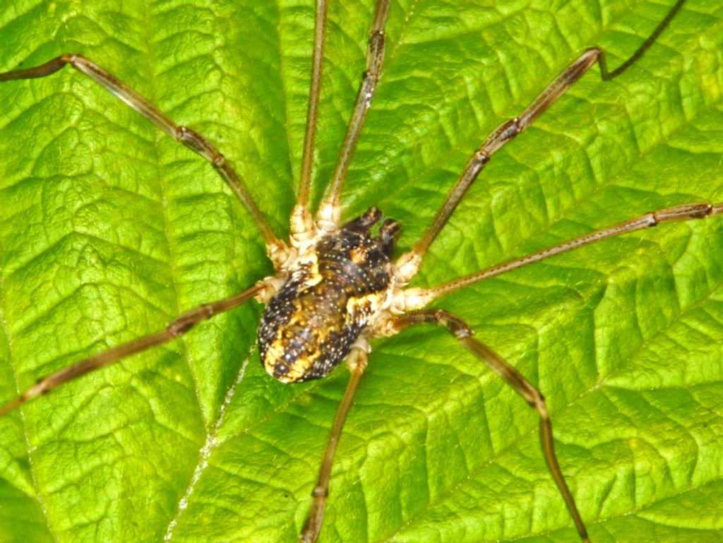 Giallo-grigio a pois biamchi: Mitopus morio, sub-adulto (Phalangiidae)